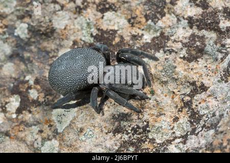 Eresus walckenaeri, araignée femelle. Levsos Banque D'Images