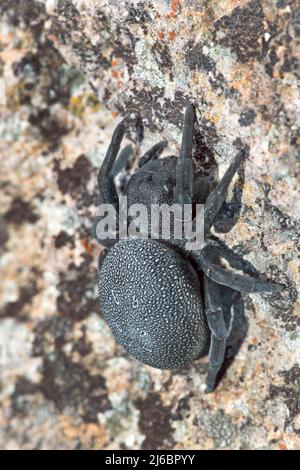 Eresus walckenaeri, araignée femelle. Levsos Banque D'Images