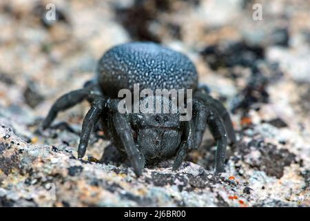 Eresus walckenaeri, araignée femelle. Levsos Banque D'Images