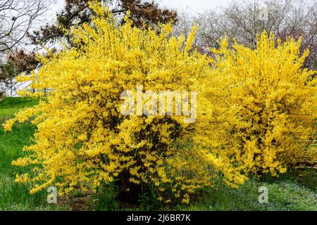 Grandes branches d'un grand buisson de fleurs jaunes de Forsythia plante connue sous le nom d'arbre de Pâques, ou arbuste dans un jardin dans un jour ensoleillé de printemps, backgroun floral Banque D'Images