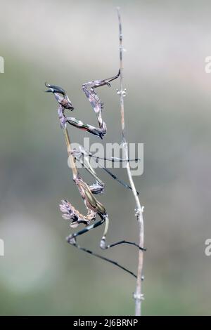 Empusa fasciata, Conehead East Mantis. Levsos Banque D'Images