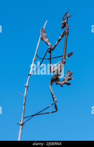 Empusa fasciata, Conehead East Mantis. Levsos Banque D'Images