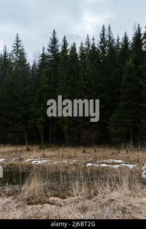 Forêt dense de conifères par temps nuageux. Beaucoup de sapins verts avec des cônes sur les branches ne poussent guère et marécages avec de l'herbe jaune sèche devant les forts Banque D'Images