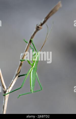 Saga natoliae, Grasshopper nymph, le cricket Bush prédateur des Balkans. Levsos Banque D'Images