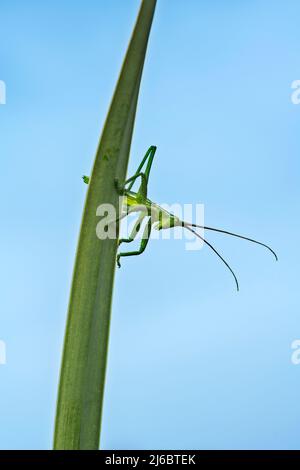 Saga natoliae, Grasshopper nymph, le cricket Bush prédateur des Balkans. Levsos Banque D'Images