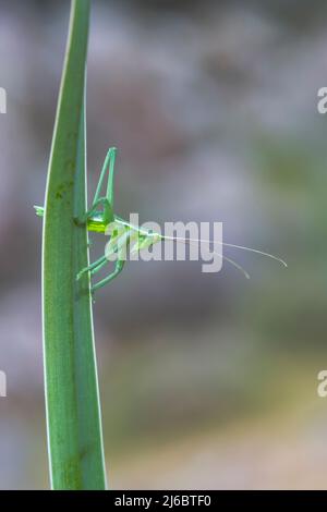 Saga natoliae, Grasshopper nymph, le cricket Bush prédateur des Balkans. Levsos Banque D'Images