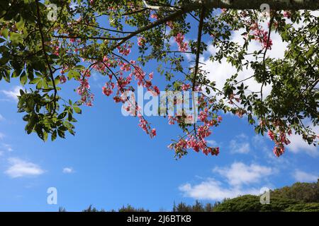 En regardant à travers les branches fleuries d'un arbre long John, Triplaris weigeltiana, à un beau ciel bleu avec des nuages blancs moelleux à Kauai, Hawai Banque D'Images