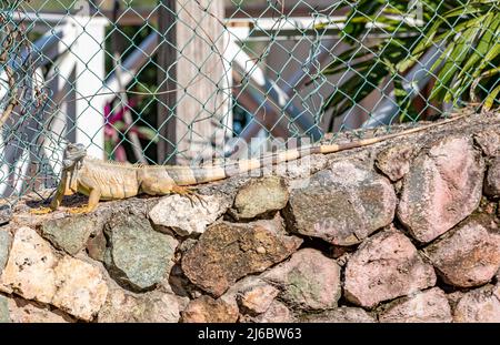 Long iguana sur un mur de roche à St Martin Banque D'Images