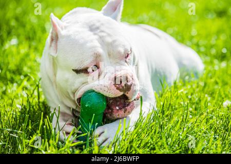 Chien américain Bully mâle avec jouet à l'extérieur Banque D'Images