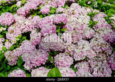 Grand arbuste hortensia ou hortensia rose et magenta vif en pleine fleur dans un pot de fleurs, avec des feuilles vertes fraîches en arrière-plan, en garde Banque D'Images