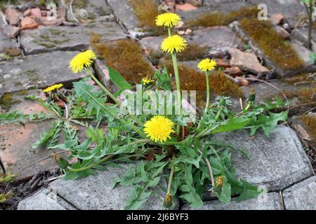 Fleurs de printemps Dandelion. Le pissenlit jaune pousse sur un chemin de jardin en pierre. Mauvaises herbes du jardin. Banque D'Images