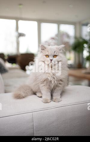 joli chat en poils longs britannique moelleux assis sur un canapé dans un salon moderne Banque D'Images
