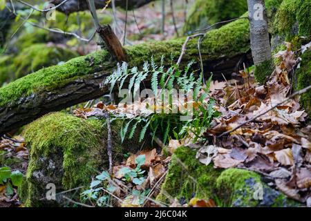 Fern dans la forêt d'automne pousse près d'un arbre tombé Banque D'Images