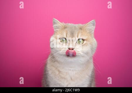 joli petit chat anglais affamé léchant des lèvres sur fond rose Banque D'Images