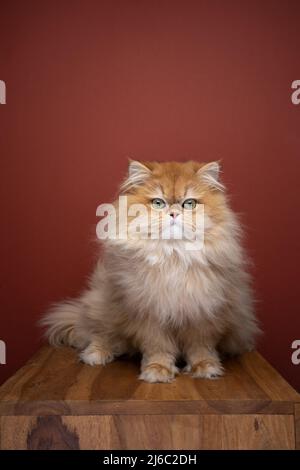 joli petit portrait de chat en poils longs anglais, doré et moelleux, avec espace pour copier Banque D'Images