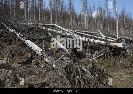 30 avril 2022, Saxe-Anhalt, Schierke: Vue sur le bois mort sur le Brocken. Le ministre des forêts de Saxe-Anhalt, Schulze (CDU), a rencontré aujourd'hui divers représentants de l'administration forestière et du parc national, du district de Harz et des services d'incendie du parc national de Brocken pour discuter de la situation actuelle des feux de forêt. Photo: Matthias Bein/dpa Banque D'Images