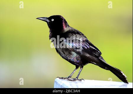 Grackle à queue de bateau perché sur un rail Banque D'Images