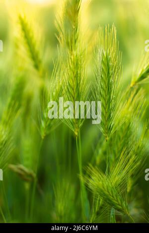 gros plan des gouttes de rosée fraîches du matin sur l'herbe verte Banque D'Images