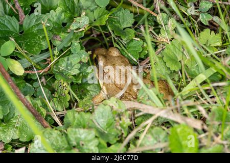 Vadnais Heights, Minnesota. Grenouille verte mâle (Rana clamitans) dans la végétation dense de la forêt. Banque D'Images