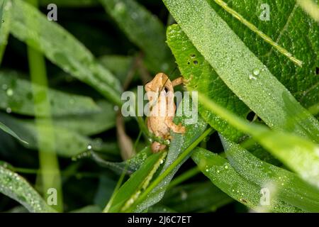 Vadnais Heights, Minnesota. Peeper de printemps (Pseudacris rucifer) dans la végétation dense de la forêt. Après l'élevage, le Peeper se déplace dans le bois Banque D'Images