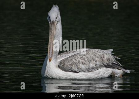 Pelican regardant la caméra pendant la natation, West Sussex, Royaume-Uni Banque D'Images