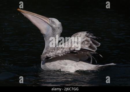 Pelican avalant un poisson avec la poche de gorge élargie, West Sussex, Royaume-Uni Banque D'Images