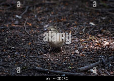 Un chaffinch à la recherche de nourriture sur le plancher de bois, West Sussex, Royaume-Uni Banque D'Images