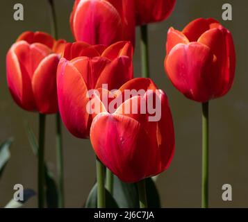 Tulip Ad Rem Banque D'Images