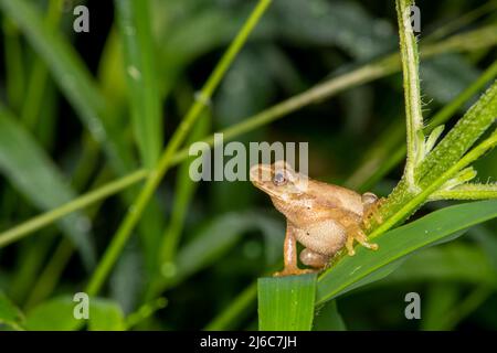 Vadnais Heights, Minnesota. Peeper de printemps (Pseudacris rucifer) dans la végétation dense de la forêt. Après l'élevage, le Peeper se déplace dans le bois Banque D'Images