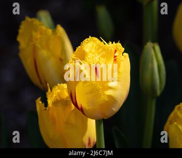 Clown de la fête des tulipes Banque D'Images