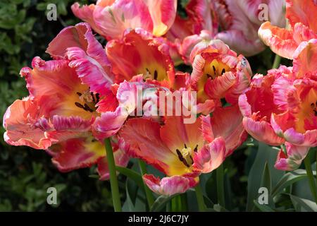 Tulip Apricot Parrot Banque D'Images