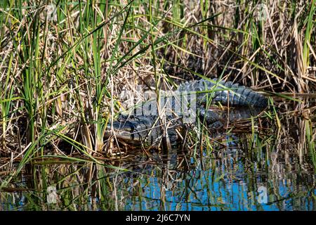 Ochope, Floride; Alligator américain 'Alligator mississippiensis' dans un marais des everglades. Banque D'Images