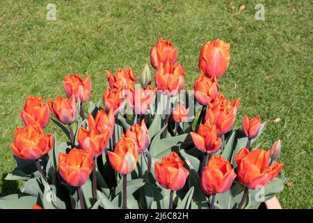 Tulipa 'ermitage' Banque D'Images