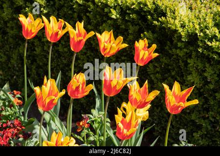 Tulipa 'Fire Wings' Banque D'Images