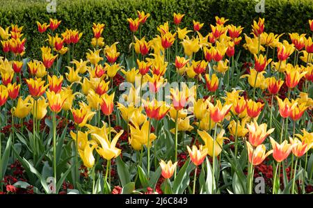 Tulipa 'Fire Wings' et West point (jaune) Banque D'Images