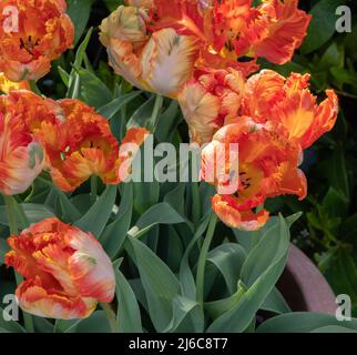 Tulip Apricot Parrot Banque D'Images