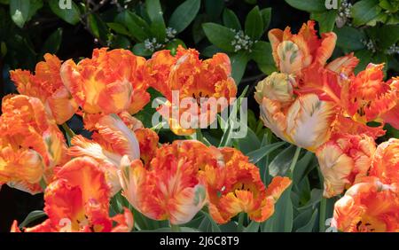 Tulip Apricot Parrot Banque D'Images