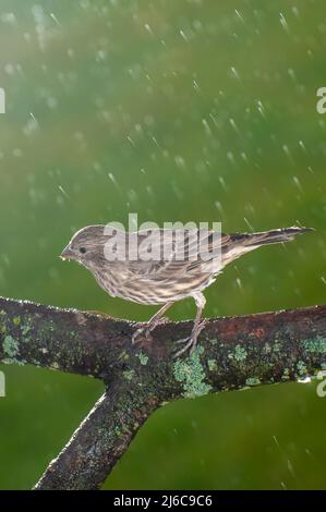 Vadnais Heights, Minnesota. Femme Maison finch, Carpodacus mexicanus assis sur la branche couverte de lichen sous la pluie. Banque D'Images