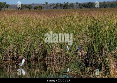 Floride. Parc national des Everglades. Les Egrets enneigés (Egretta thula) et les hérons ponctuent le magnifique paysage des Everglades Banque D'Images