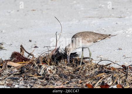 Floride. A Western Willet, (Tringa semipalmata) à la recherche de crabes, vers et invertébrés sur l'île de Sanibel. Banque D'Images