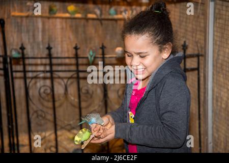 Minnesota. Une jeune fille biraciale de sept ans fait un visage tout en obtenant un peu sur la main par un Parakeet lorsqu'elle les nourrit. Banque D'Images