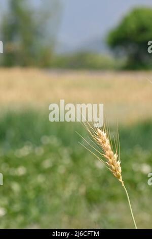 gros plan sur la plante mûre de point de blé brun jaune qui pousse avec des feuilles dans le champ de ferme, foyer doux, fond vert-brun naturel. Banque D'Images