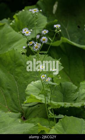 Fleur annuelle, Erigeron annuus, en fleur dans les Alpes, naturalisée des États-Unis. Banque D'Images