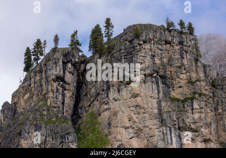 PIN d'Arolla, Pinus cembra, sur les hautes falaises de Dolomite, au-dessous du col de Falzarego, dans les Dolomites. Banque D'Images