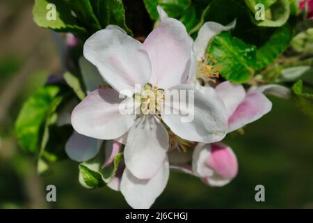 Une fleur de pomme en détail avec des feuilles sur une branche au printemps. Banque D'Images