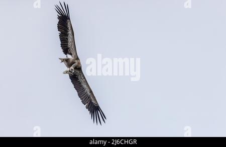 Griffon vautour, Gyps fulvus, en vol, arrivant sur terre, dans la Sierra de Gaura en automne. Espagne. Banque D'Images