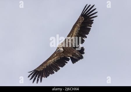 Griffon vautour, Gyps fulvus, en vol, arrivant sur terre, dans la Sierra de Gaura en automne. Espagne. Banque D'Images