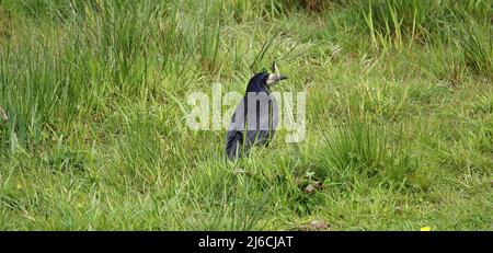 Un rook (Corvus frugilegus) assis dans l'herbe. Cet oiseau est membre de la famille des Corvidae. Les freux sont principalement des oiseaux résidents, Banque D'Images