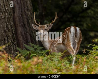 Cerf de Virginie, Dama dama, dans les bois au début de l'automne. Banque D'Images