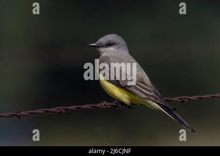 WESTERN Kingbird (Tyrannus verticalis) perchée sur un fil barbelé dans un ranch de bétail, Sacramento County California USA Banque D'Images